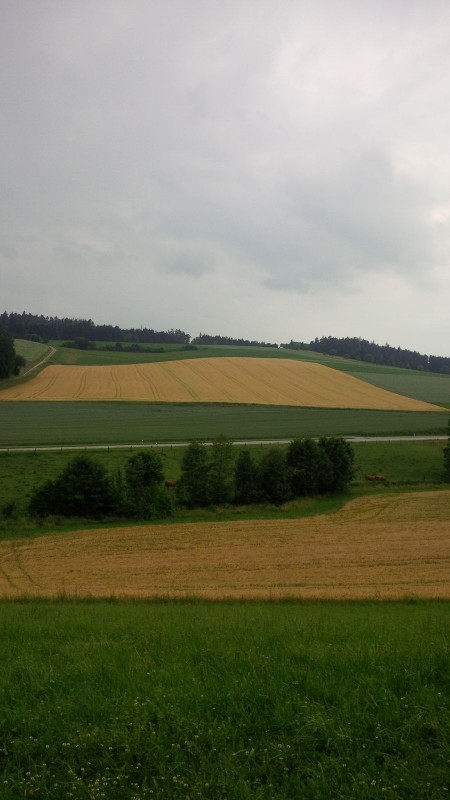 Wintergerste Sandra 19062015.jpg