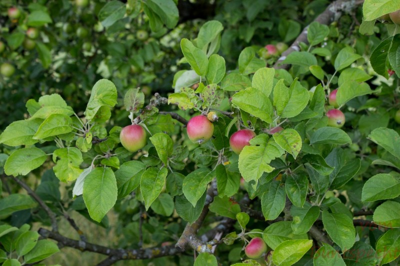 Bildla Nummära 001.jpg