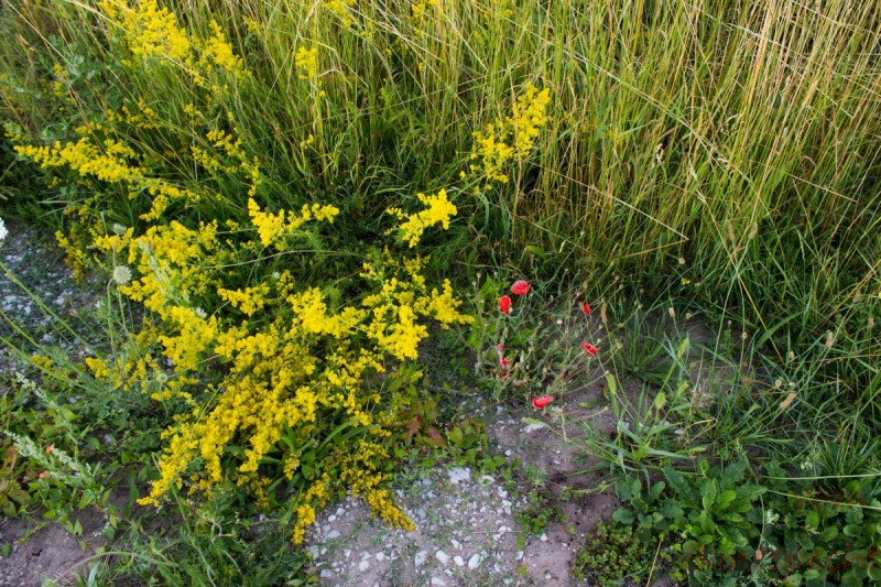 Bildla Nummära 003.jpg