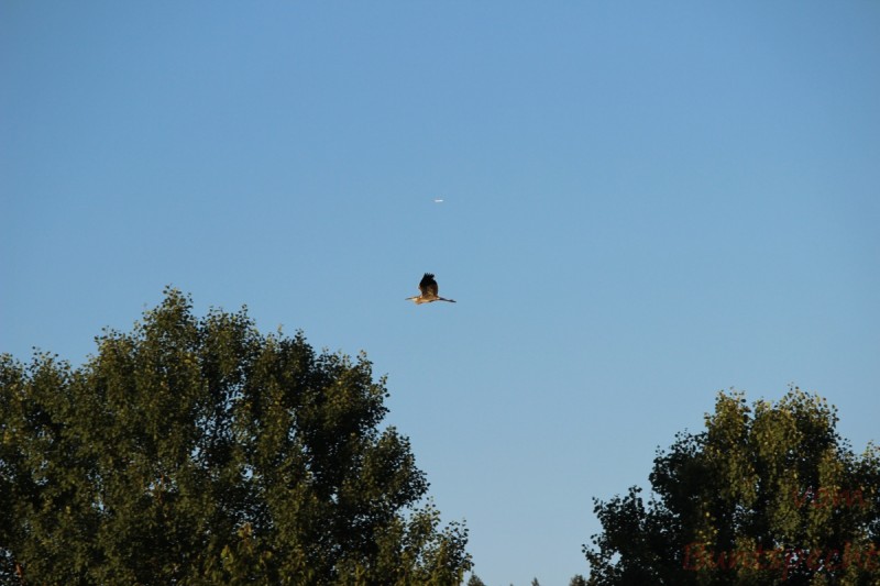 Bildla Nummära 012.jpg