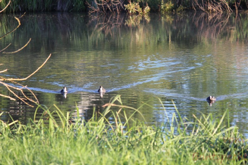 Bildla Nummära 015.jpg