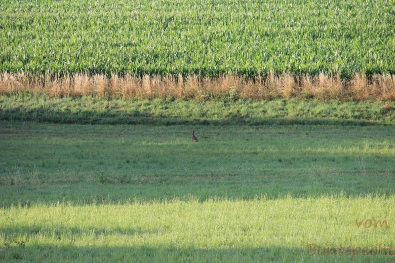 Bildla Nummära 001.jpg