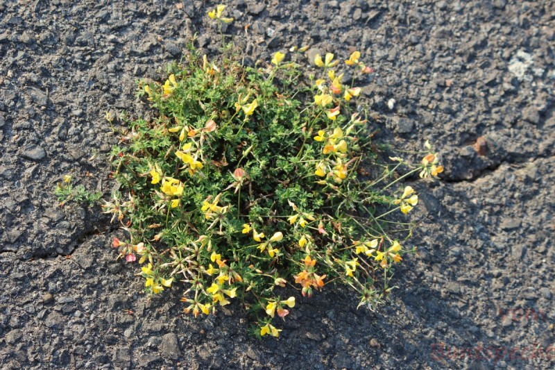 Bildla Nummära 002.jpg