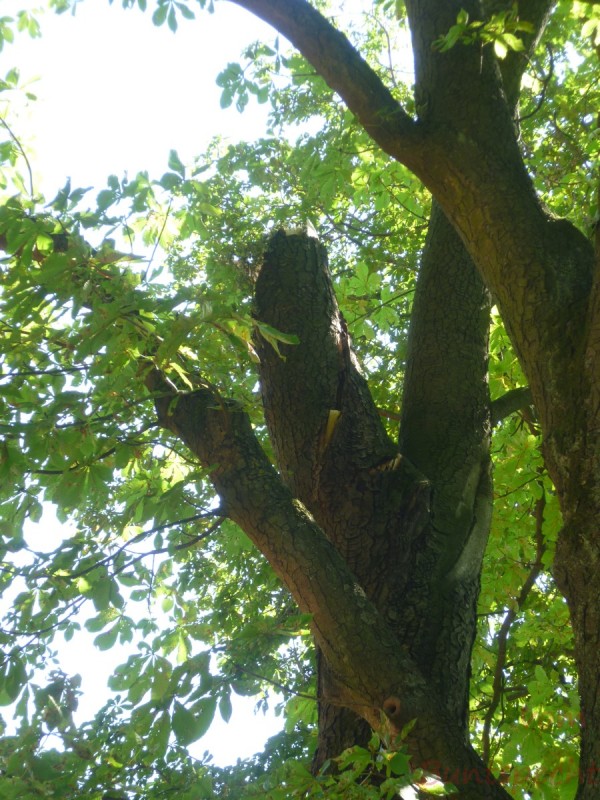 Bildla Nummära 001.jpg