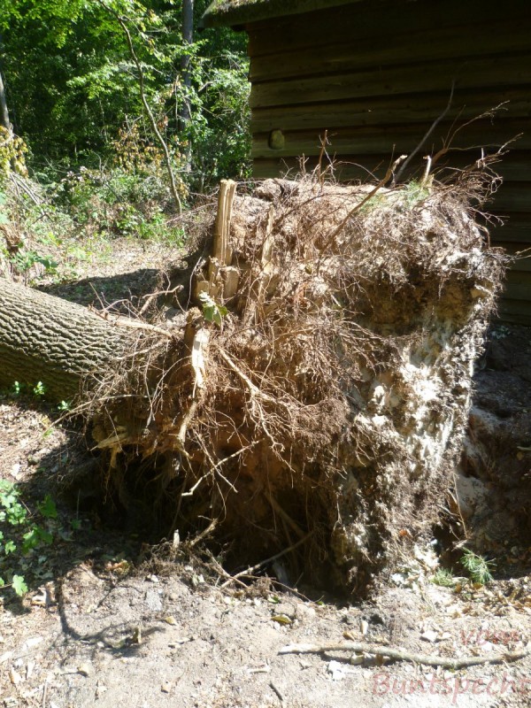 Bildla Nummära 004.jpg