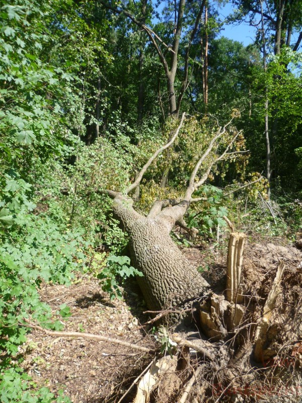 Bildla Nummära 005.jpg