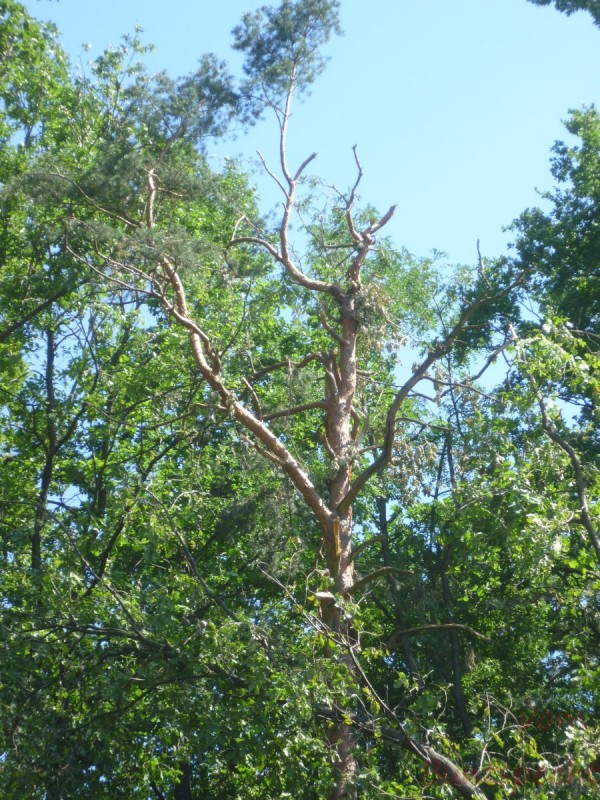 Bildla Nummära 006.jpg