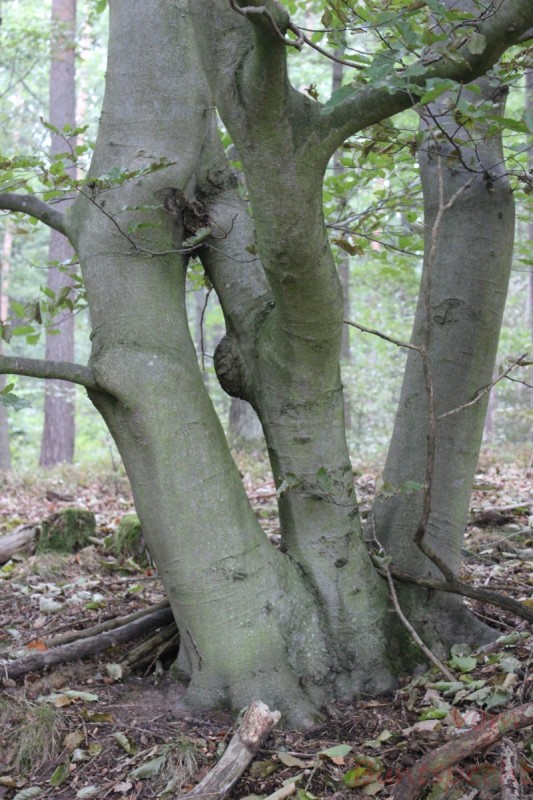 Bildla Nummära 001.jpg