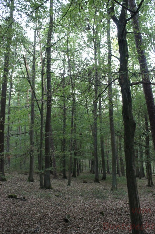 Bildla Nummära 006.jpg