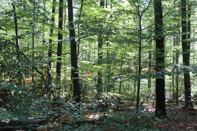 Bildla Nummära 001.jpg