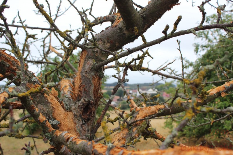 Bildla Nummära 001.jpg