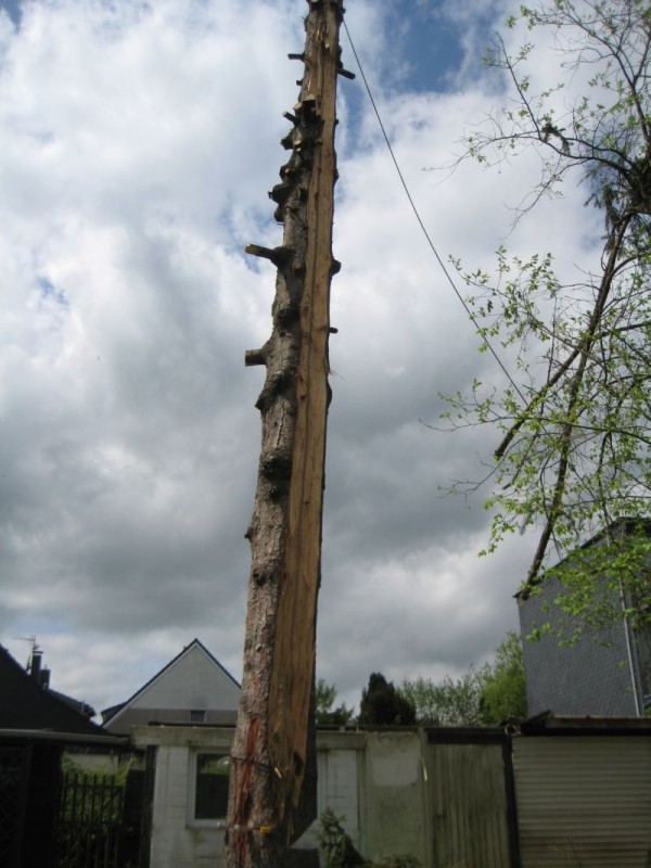 Fichte Blitzschlag 06.jpg