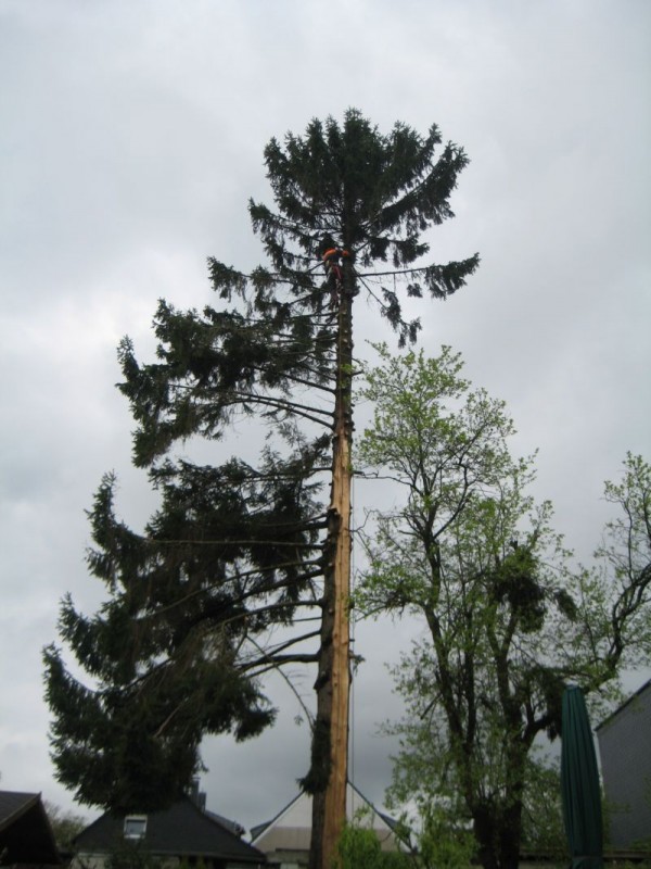 Fichte Blitzschlag 03.jpg