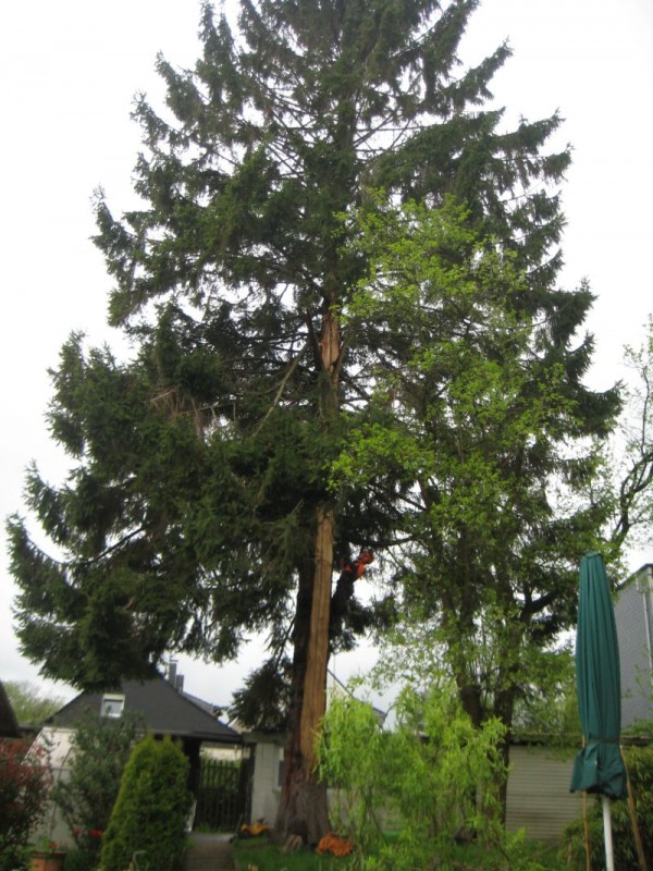 Fichte Blitzschlag 01.jpg