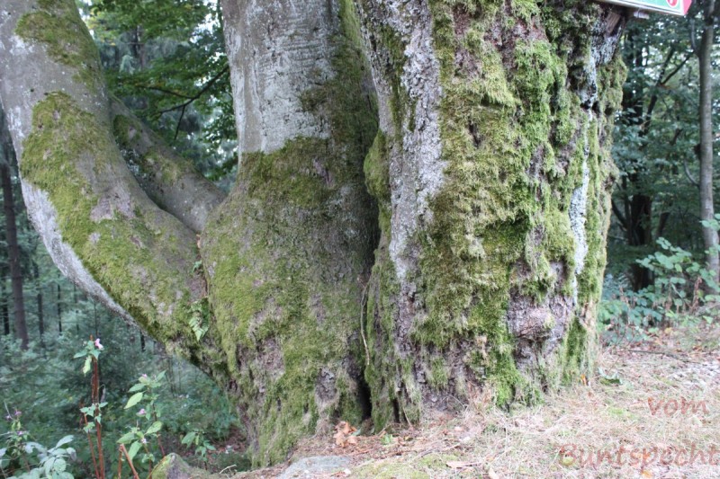 Bildla Nummära 012.jpg