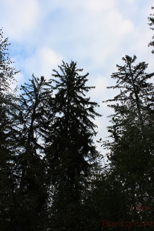 Bildla Nummära 017.jpg