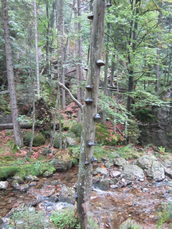 Bildla Nummära 007.jpg