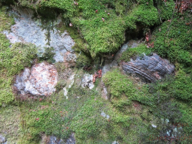 Bildla Nummära 012.jpg