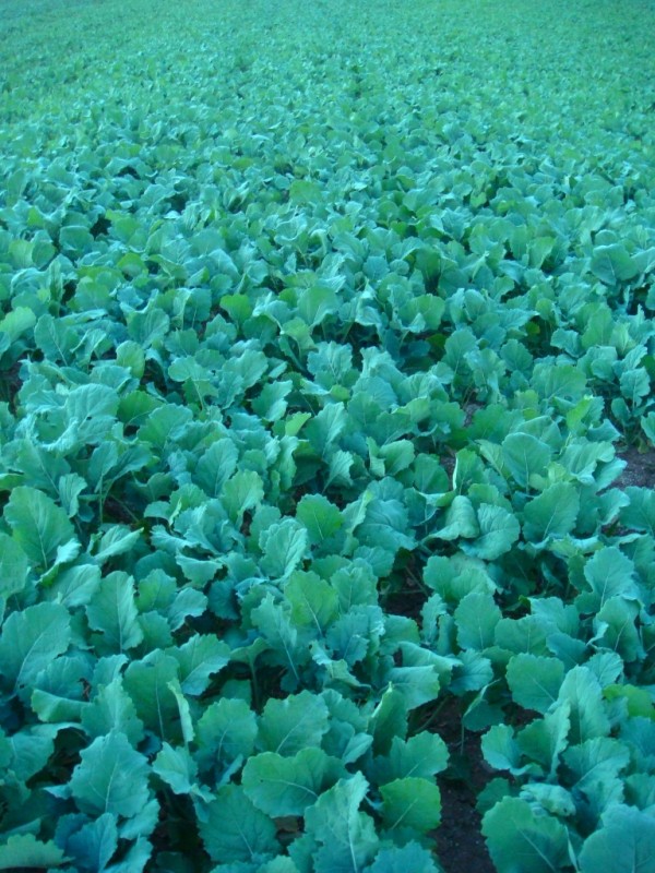 Pflugraps zum 3.10.JPG