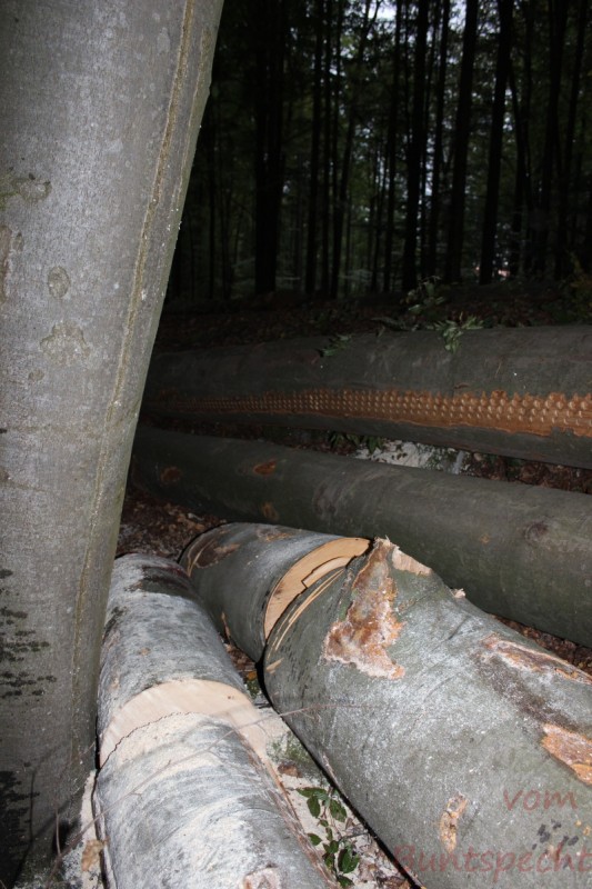 Bildle Nummära 016.jpg