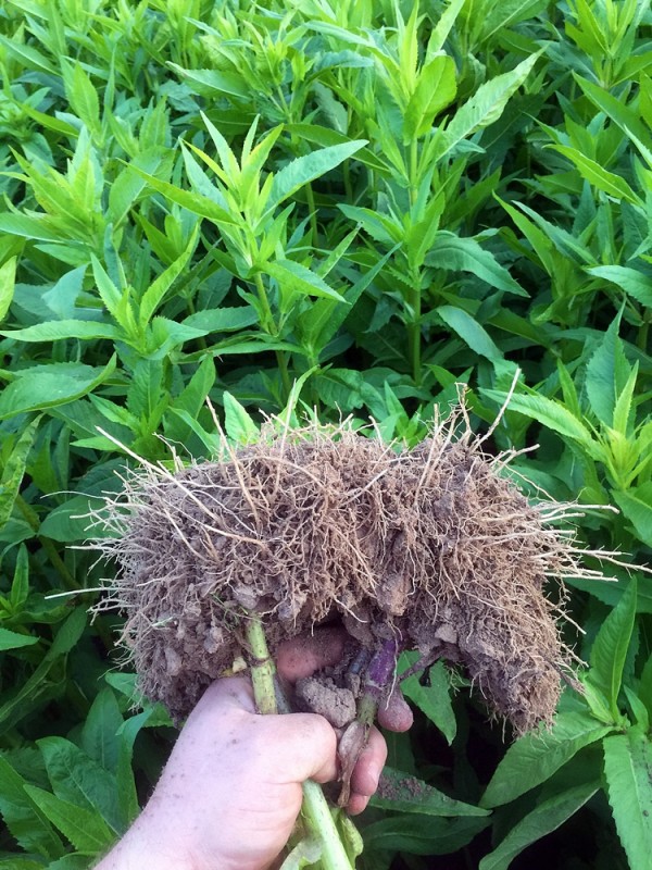 2015-10-03 Ramtillkraut2.jpg