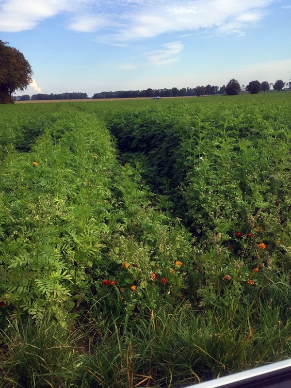 2015-10-03 Tagetes.jpg