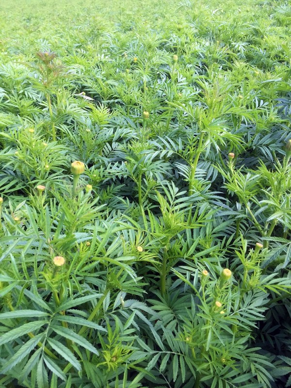 2015-10-03 Tagetes2.jpg