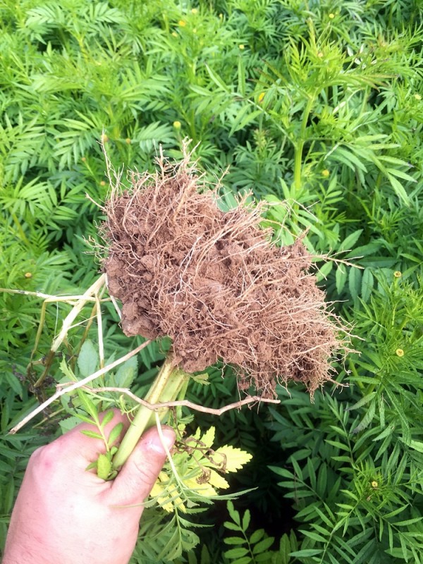 2015-10-03 Tagetes3.jpg