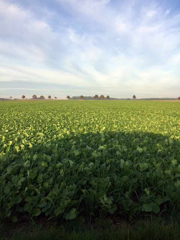 Ölrettich Sandhafer 2015-10-05.jpg