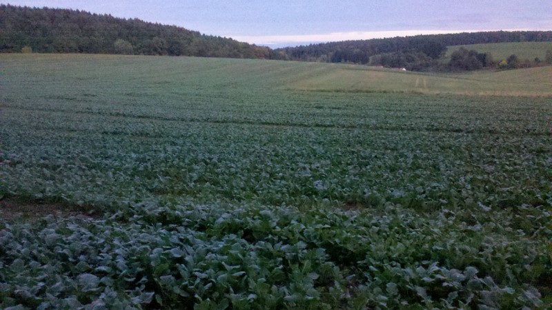 2015-10-08 Raps 1.jpg