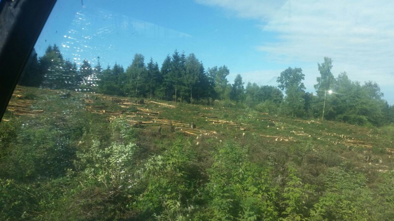 IMG_Kahlschlag.JPG