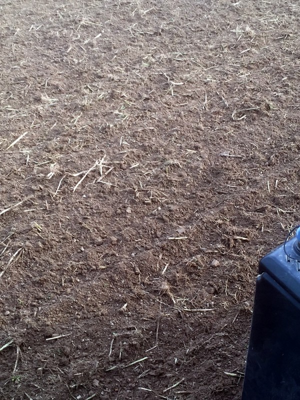 2015-10-24 nach Erbsen-Ramtillkraut (2).JPG