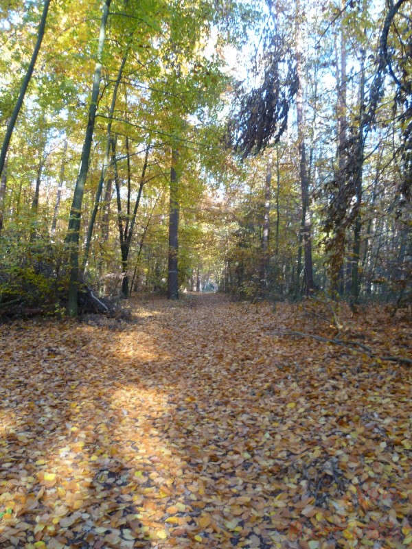 Bildle Nummära 001.jpg