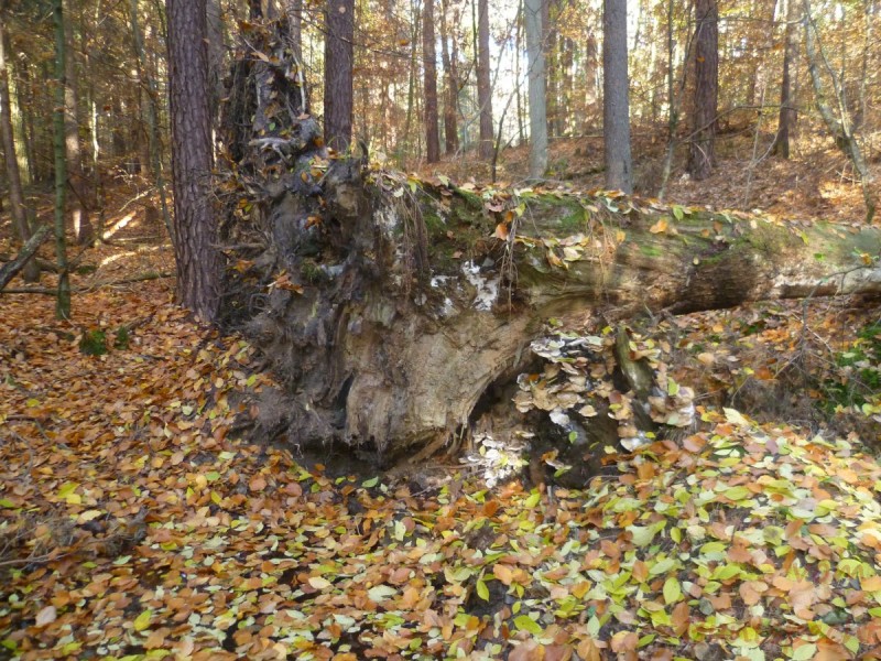 Bildle Nummära 002.jpg