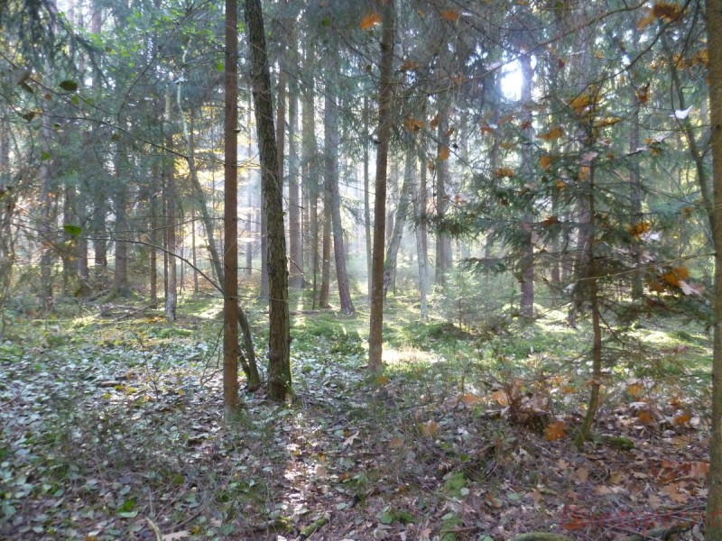 Bildle Nummära 005.jpg