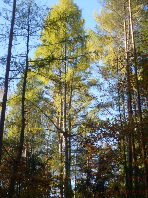 Bildle Nummära 008.jpg