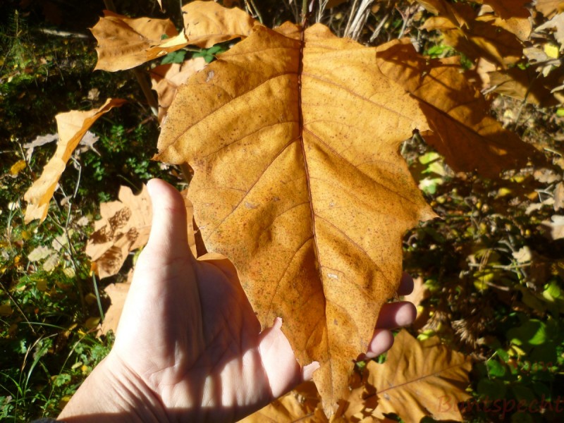 Bildle Nummära 009.jpg