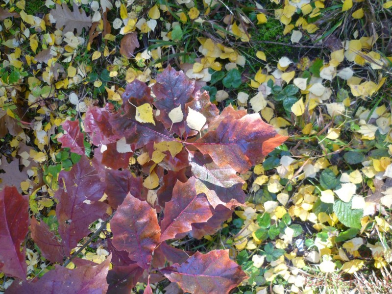 Bildle Nummära 010.jpg