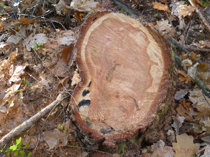 Bildle Nummära 011.jpg