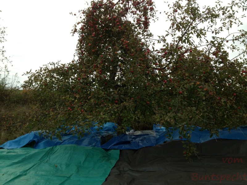 Bildle Nummära 001.jpg