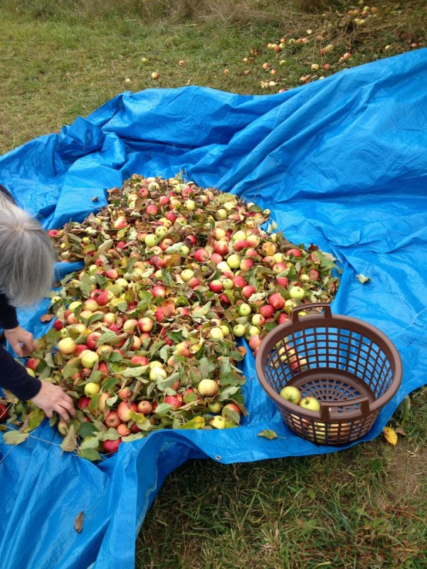 Bildle Nummära 002.jpg