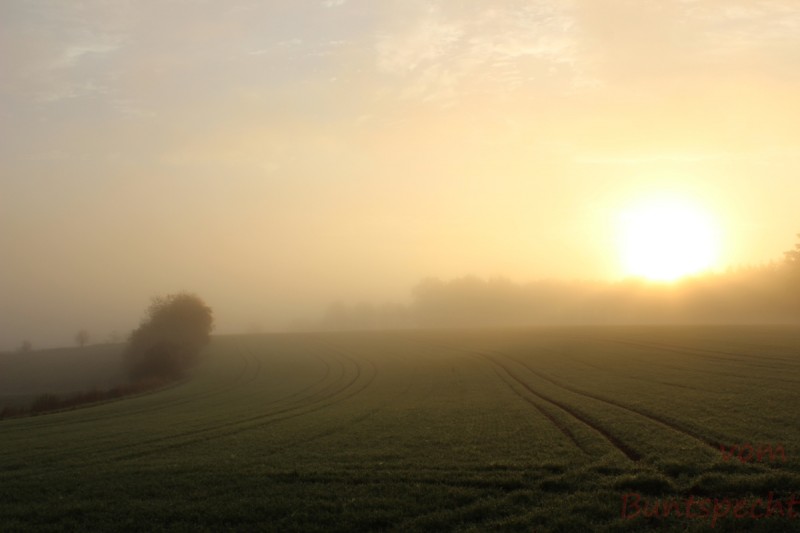 Bildle Nummära 001.jpg