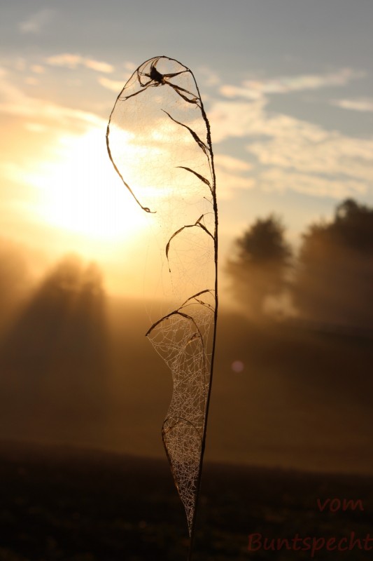 Bildle Nummära 003.jpg