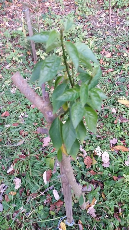 2015-11-08 21.16.40.jpg