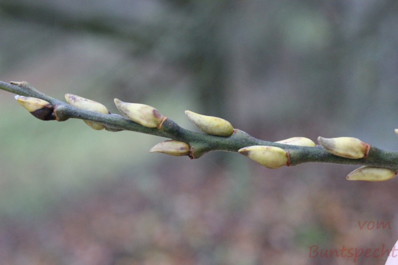 Bildle Nummära 002.jpg