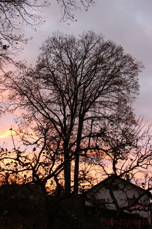 Bildle Nummära 004.jpg