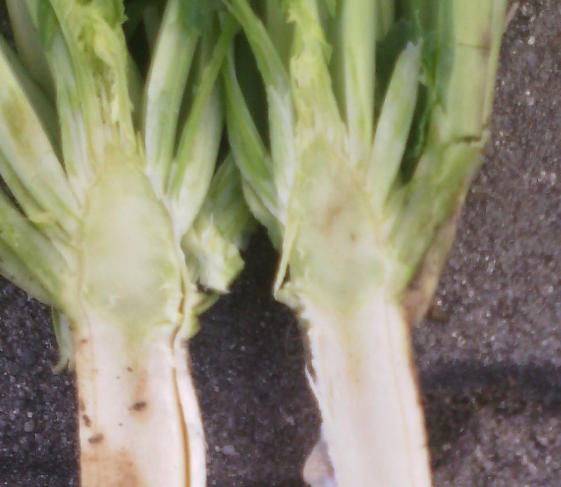 Pflug-Avatar - Kolbenansatz.jpg