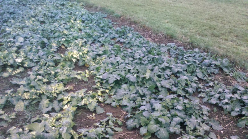 2015-11-27 Raps nach Cadou Forte 1.jpg