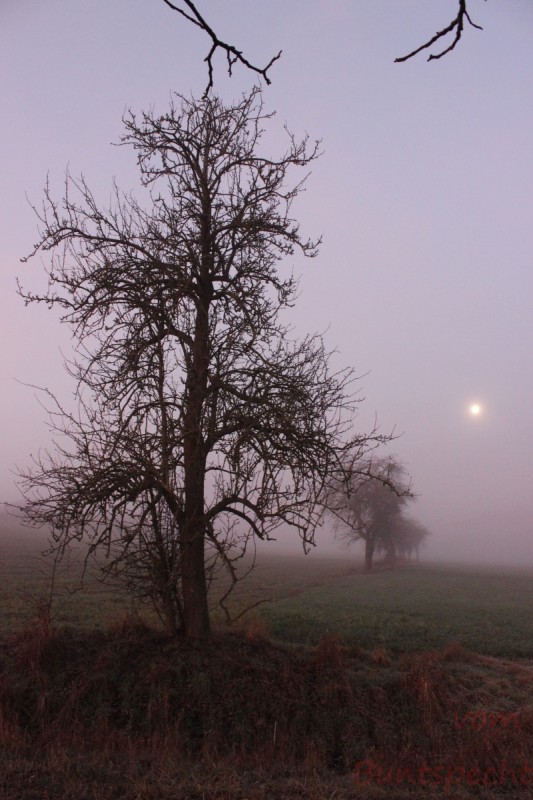 Bildla Nummära 013.jpg