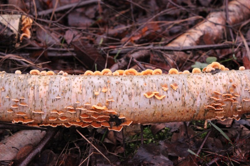 Bildla Nummära 029.jpg